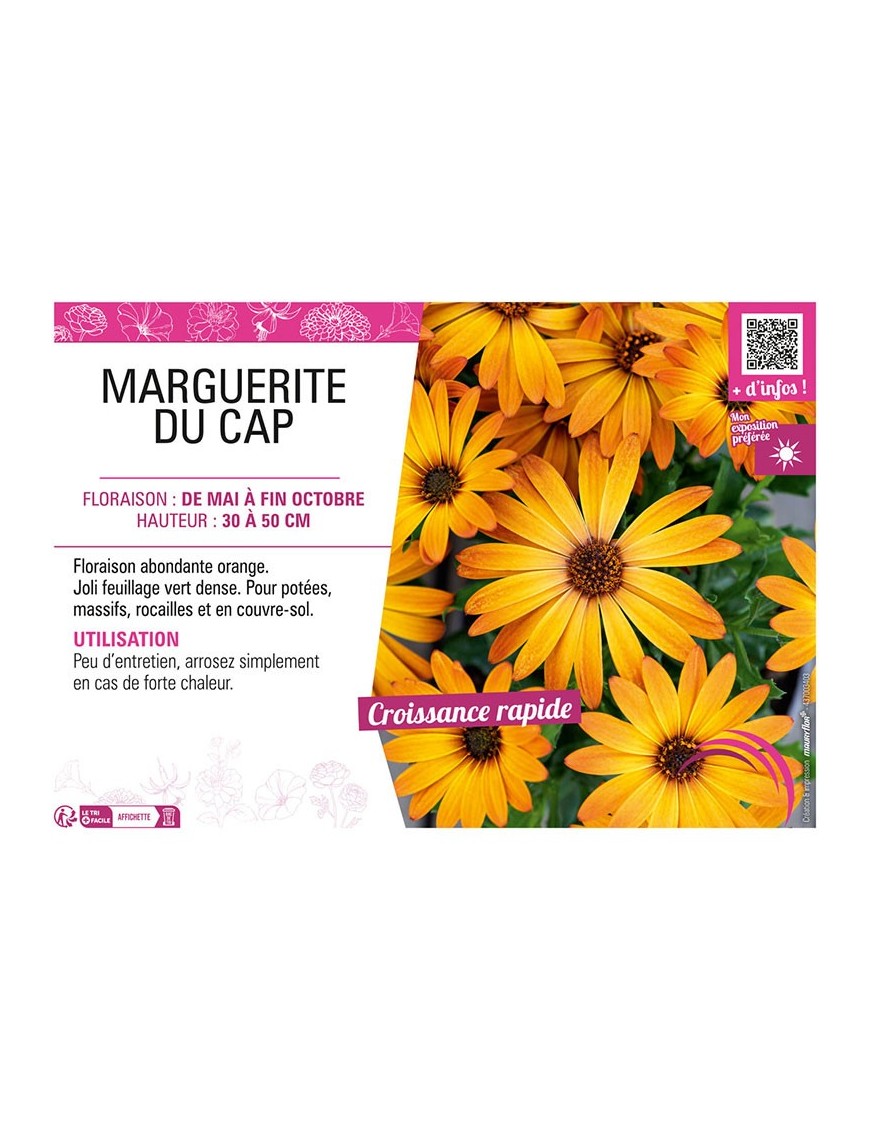 OSTEOSPERMUM voiir MARGUERITE DU CAP (orange)