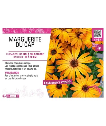 OSTEOSPERMUM voiir MARGUERITE DU CAP (orange)