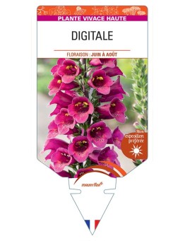 DIGITALIS PURPUREA (rouge)