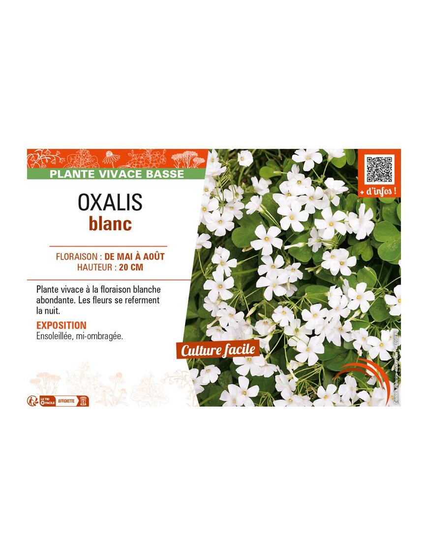 OXALIS (ARTICULATA) BLANC