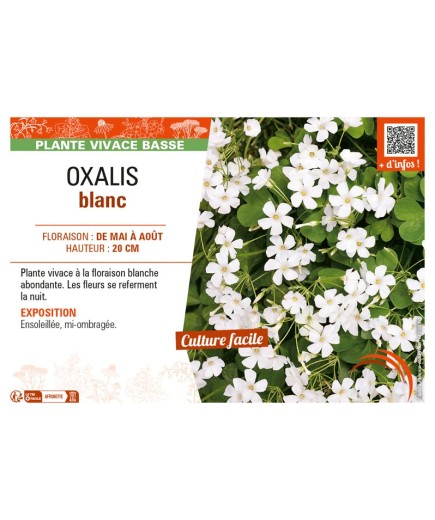 OXALIS (ARTICULATA) BLANC