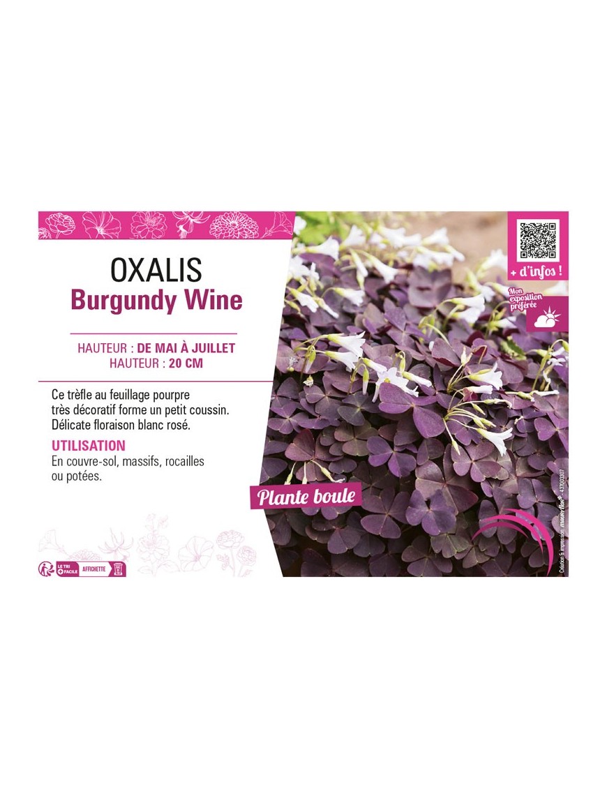 OXALIS BURGUNDY WINE