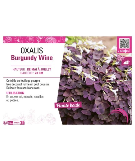 OXALIS BURGUNDY WINE