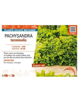 PACHYSANDRA terminalis
