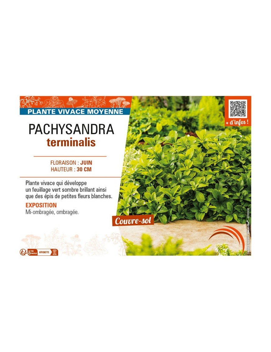 PACHYSANDRA terminalis
