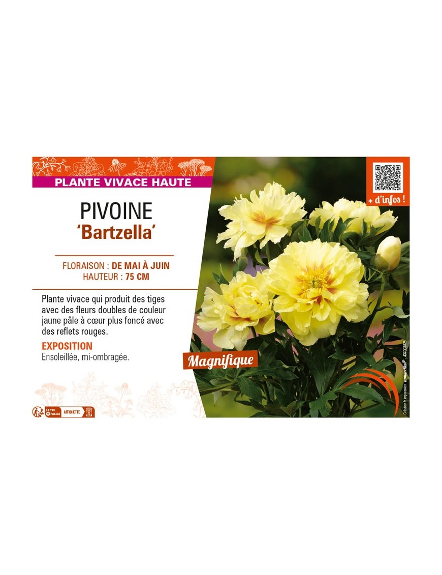 PAEONIA itoh Bartzella voir PIVOINE