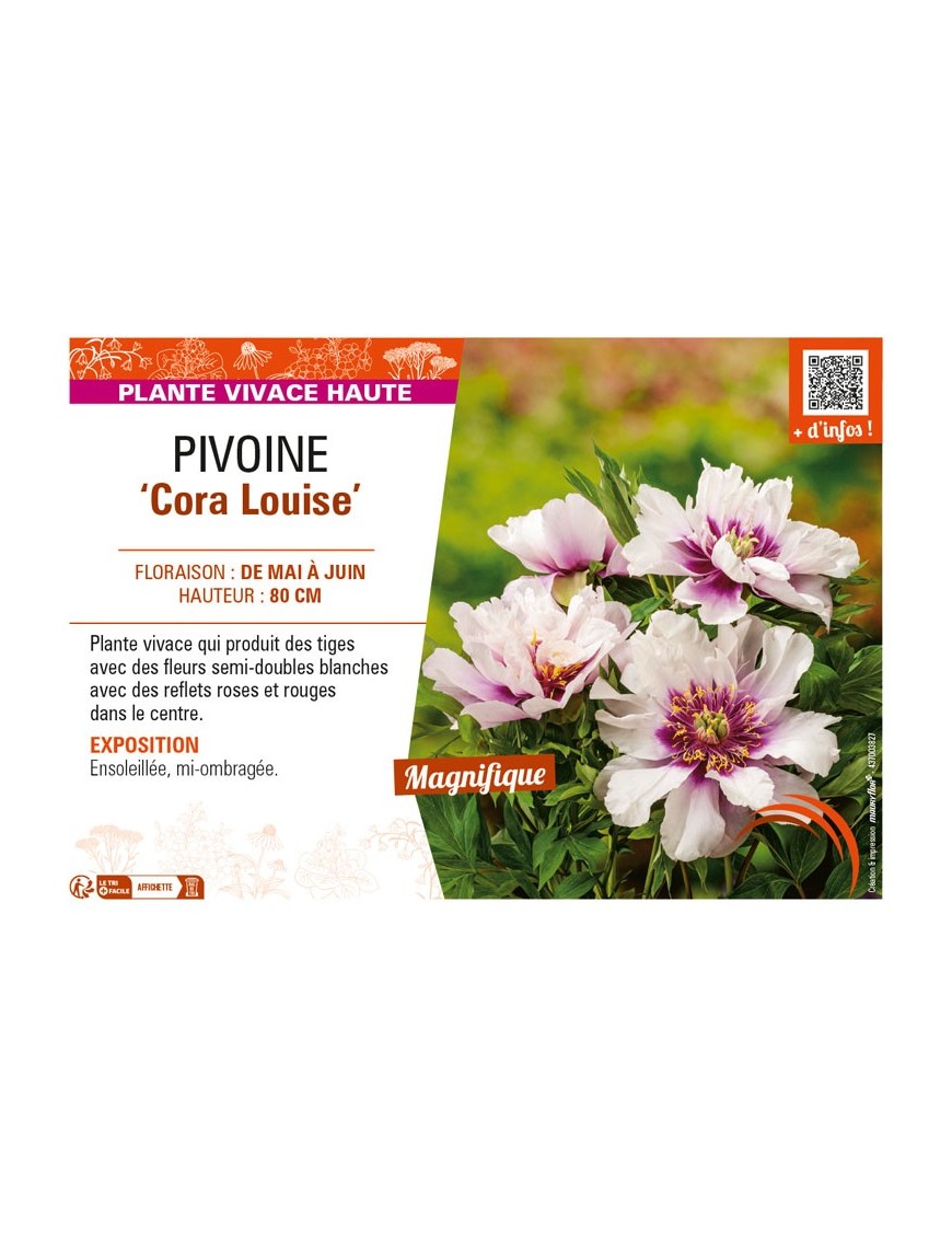 PAEONIA itoh Cora Louise voir PIVOINE