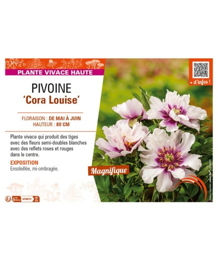 PAEONIA itoh Cora Louise voir PIVOINE