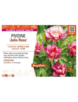 PAEONIA itoh Julia Rose voir PIVOINE