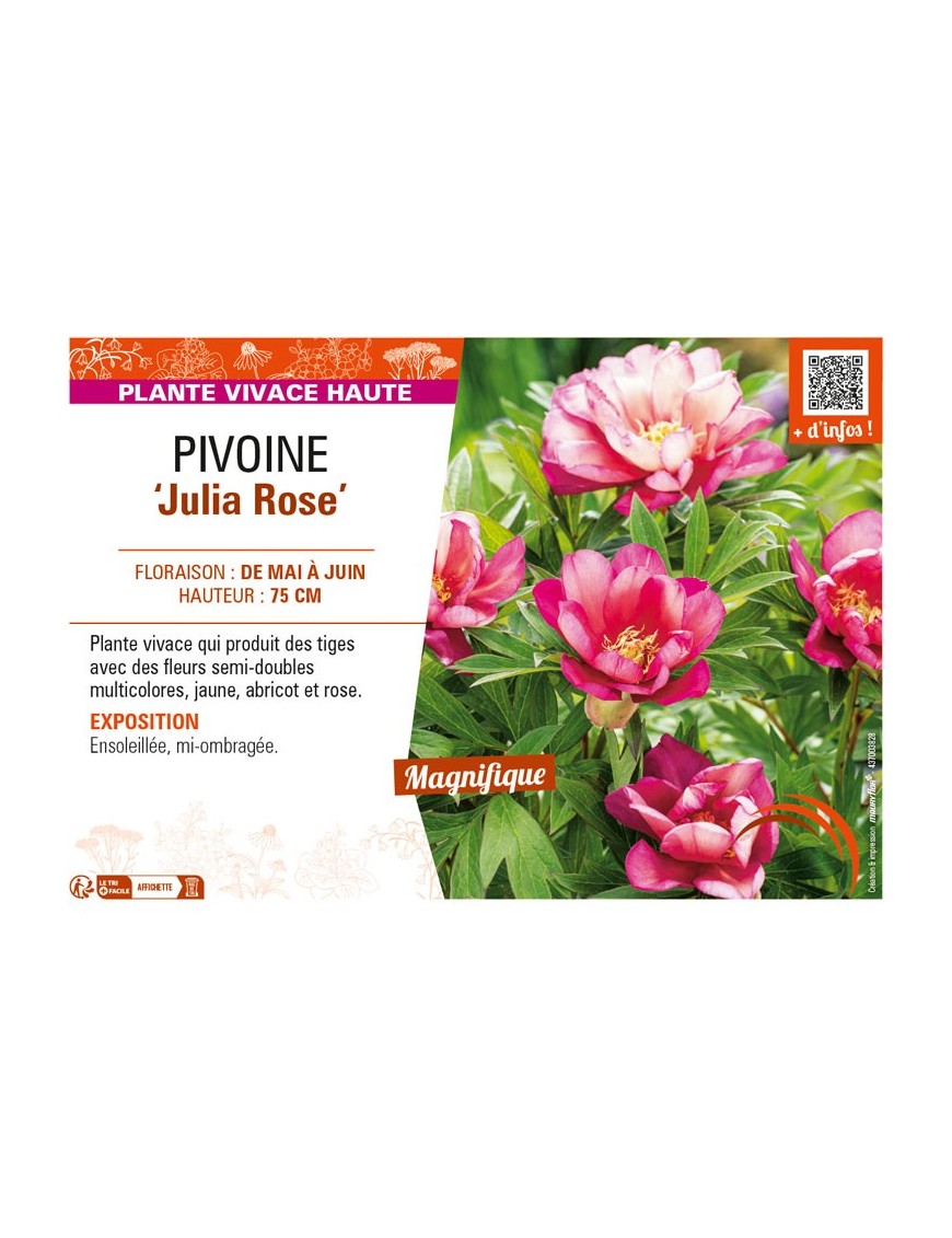 PAEONIA itoh Julia Rose voir PIVOINE