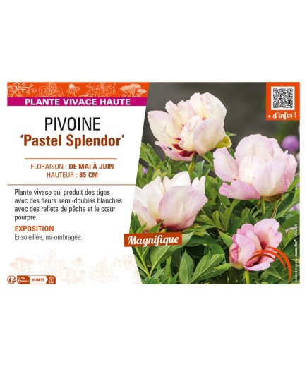 PAEONIA itoh Pastel Splendor voir PIVOINE