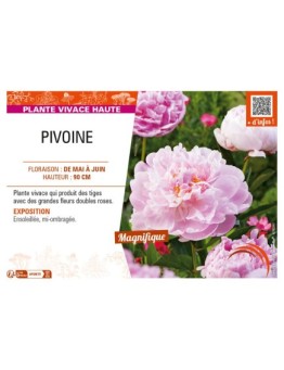 PAEONIA lactiflora (double rose)