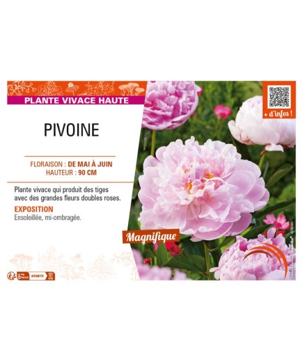 PAEONIA lactiflora (double rose)