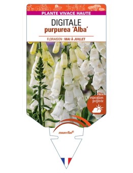 DIGITALIS purpurea Alba