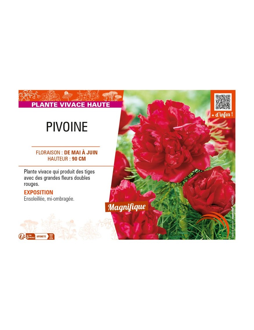 PAEONIA lactiflora (double rouge)