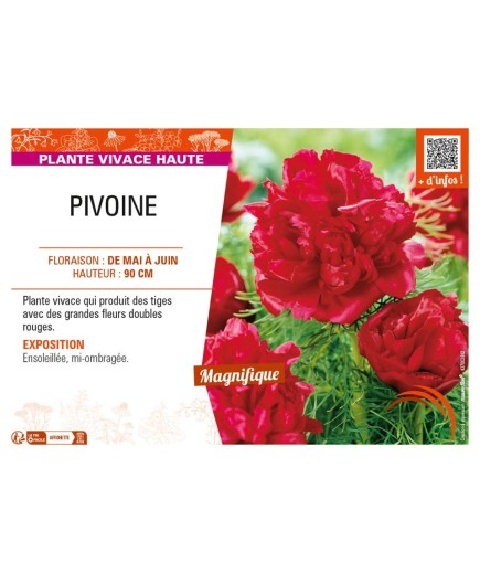 PAEONIA lactiflora (double rouge)