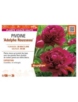 PAEONIA lactiflora Adolphe Rousseau voir PIVOINE