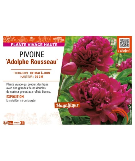 PAEONIA lactiflora Adolphe Rousseau voir PIVOINE