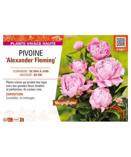 PAEONIA lactiflora Alexander Fleming voir PIVOINE