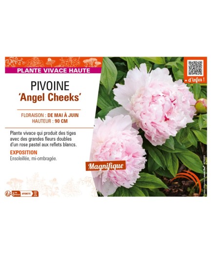 PAEONIA lactiflora Angel Cheeks voir PIVOINE