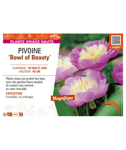 PAEONIA lactiflora Bowl of Beauty voir PIVOINE