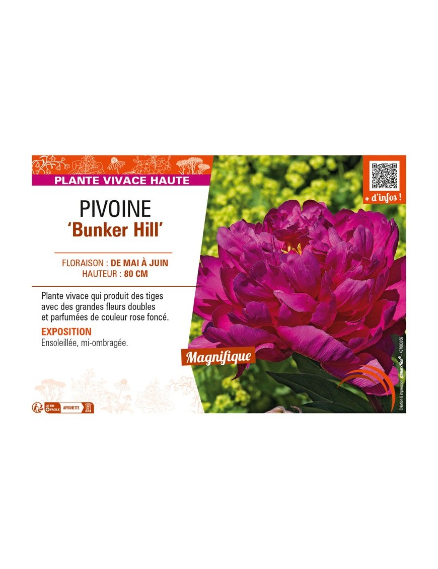 PAEONIA lactiflora Bunker Hill voir PIVOINE