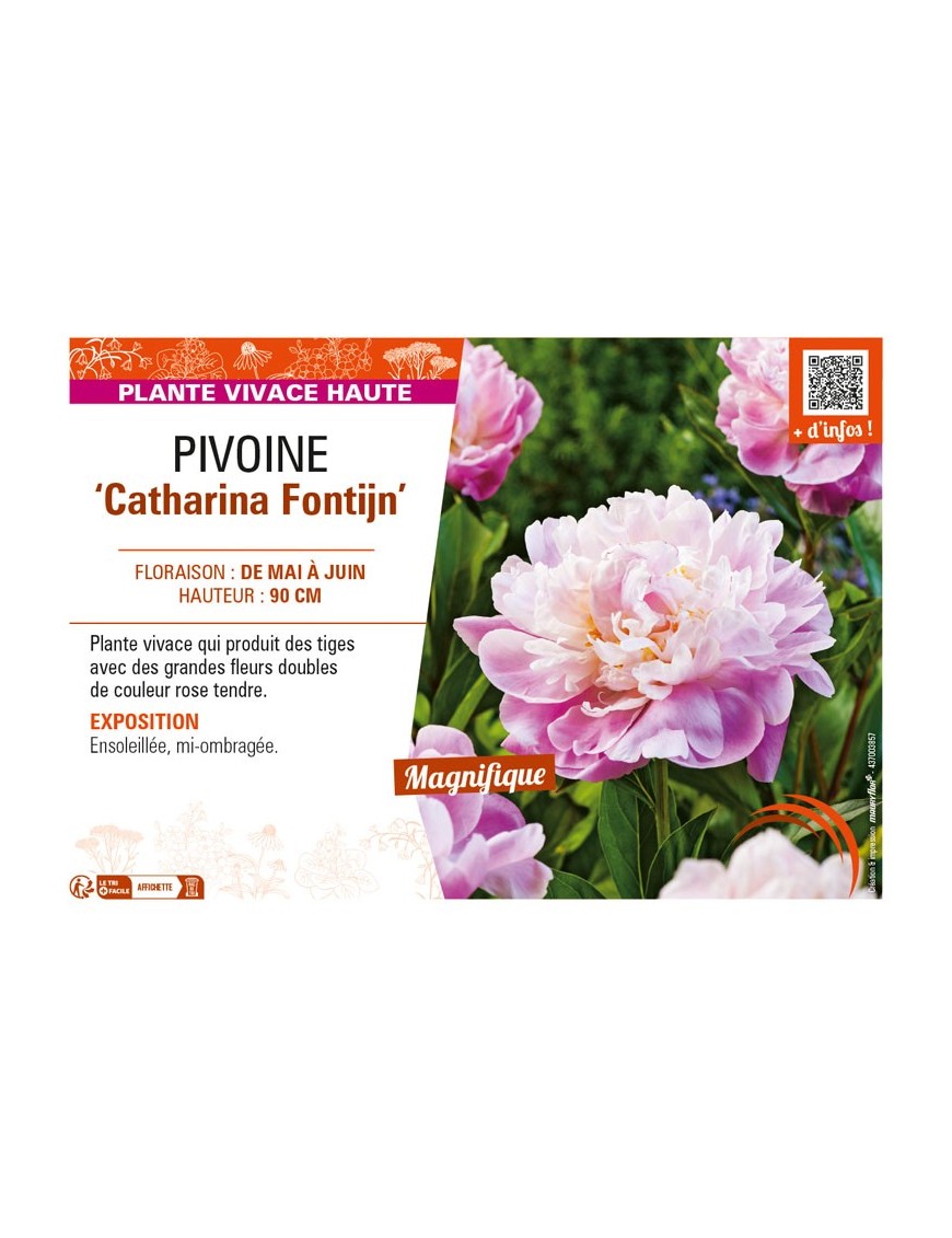 PAEONIA lactiflora Catharina Fontijn voir PIVOINE