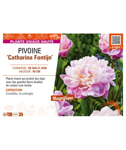 PAEONIA lactiflora Catharina Fontijn voir PIVOINE