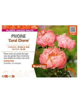 PAEONIA lactiflora Coral Charm voir PIVOINE