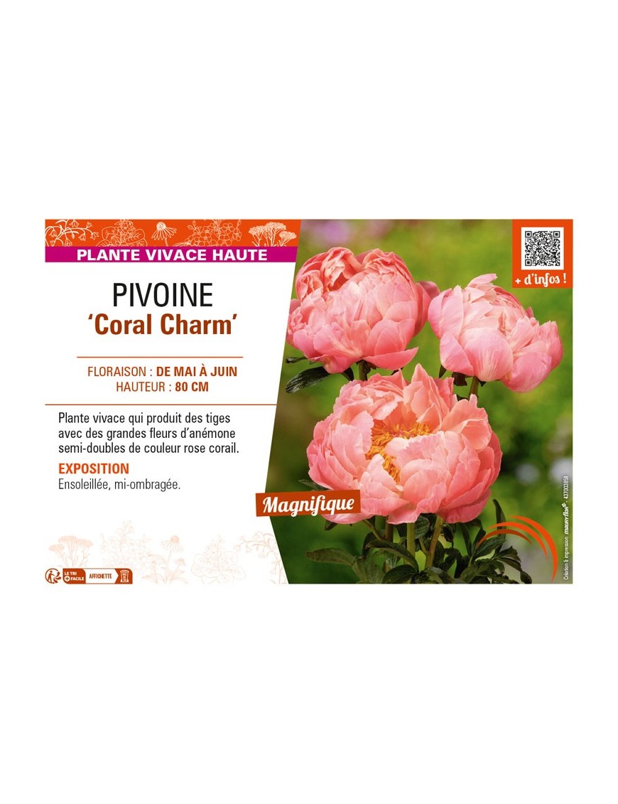 PAEONIA lactiflora Coral Charm voir PIVOINE