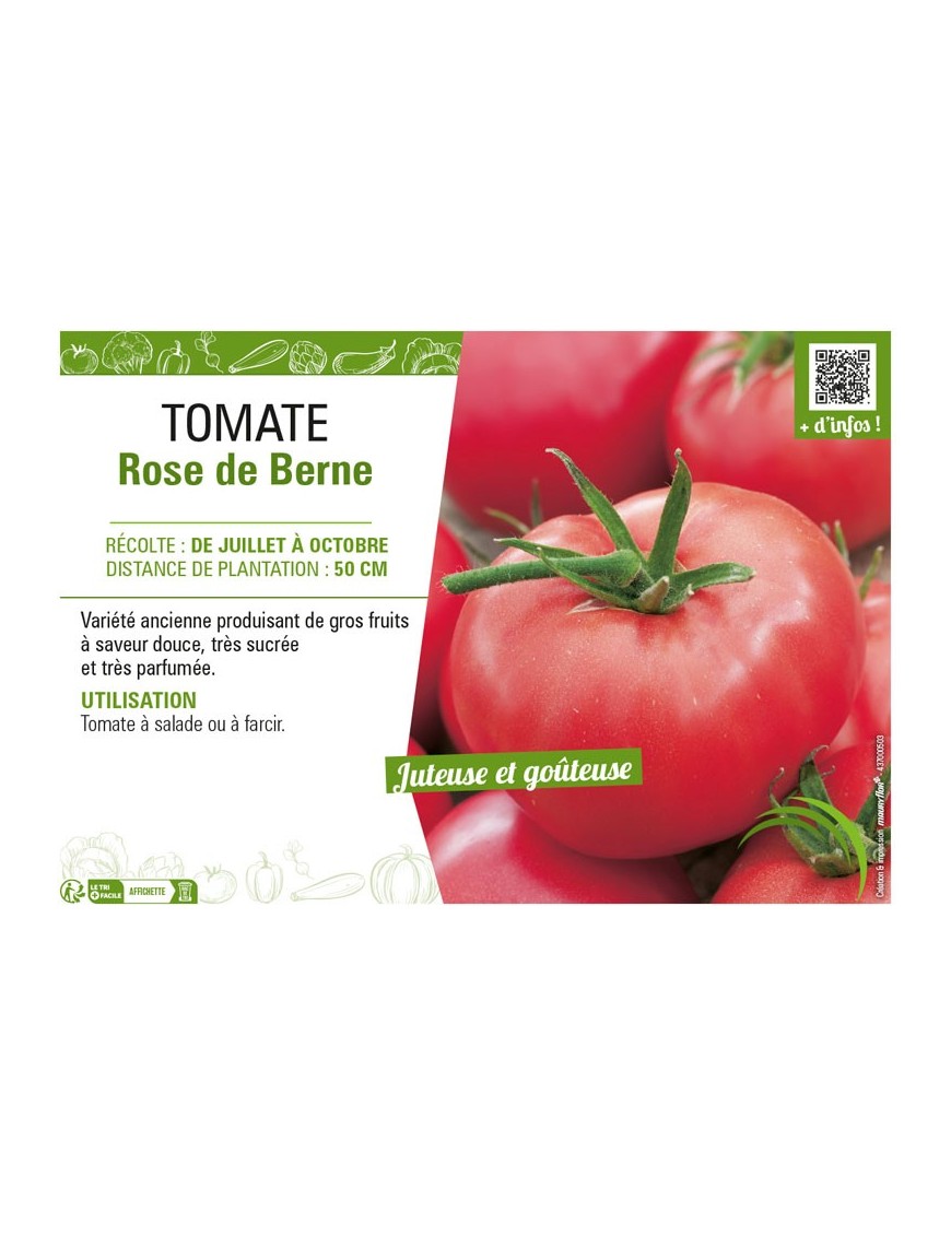 TOMATE ROSE DE BERNE
