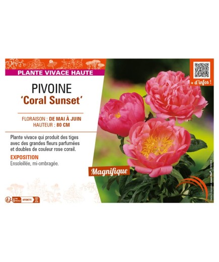 PAEONIA lactiflora Coral Sunset voir PIVOINE