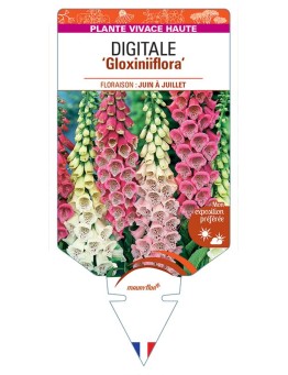 DIGITALIS PURPUREA GLOXINIIFLORA