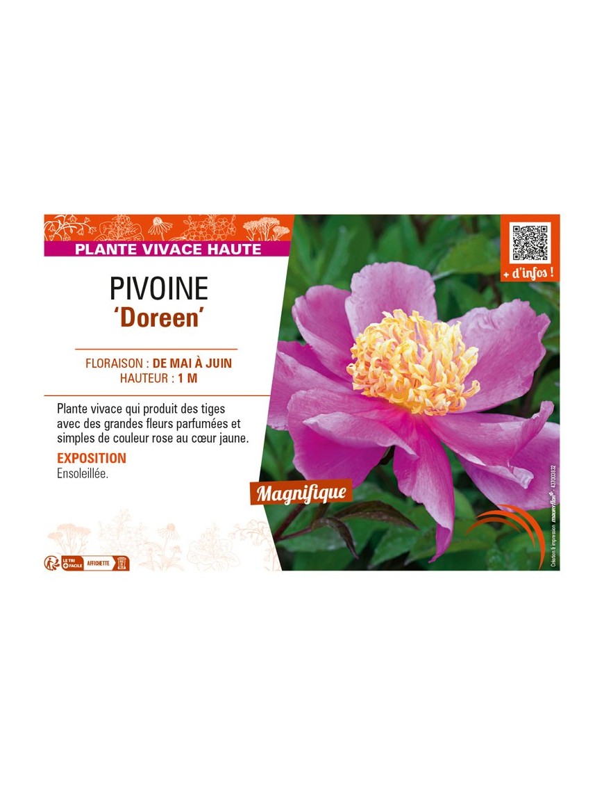 PAEONIA lactiflora Doreen voir PIVOINE
