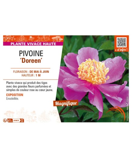 PAEONIA lactiflora Doreen voir PIVOINE