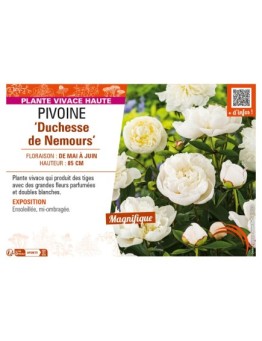 PAEONIA lactiflora Duchesse de Nemours voir PIVOINE