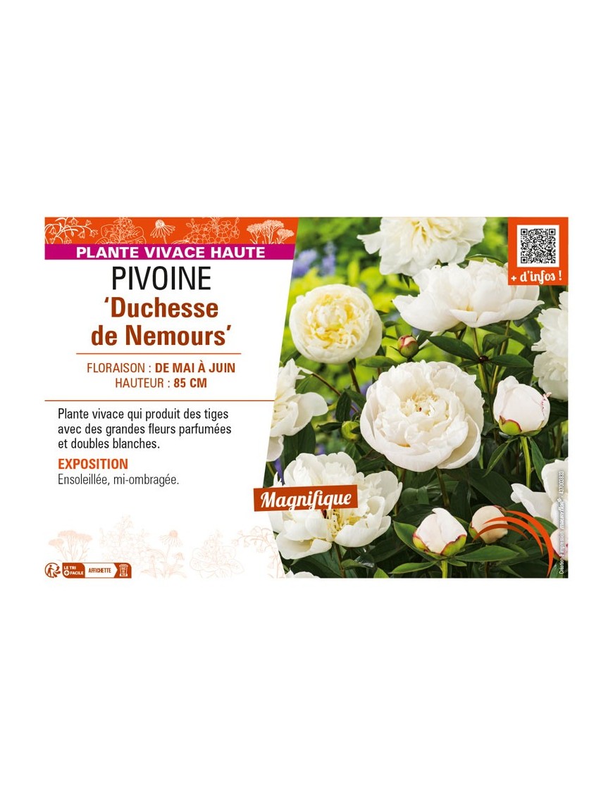 PAEONIA lactiflora Duchesse de Nemours voir PIVOINE