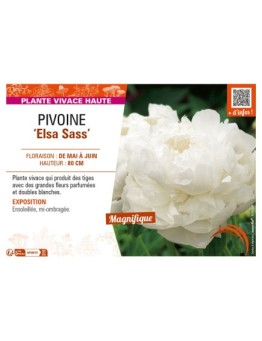 PAEONIA lactiflora Elsa Sass voir PIVOINE
