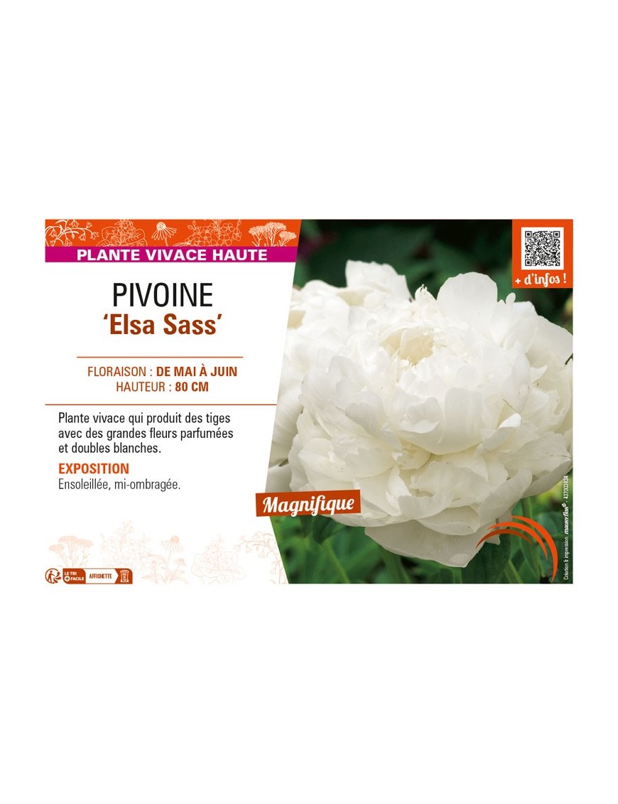 PAEONIA lactiflora Elsa Sass voir PIVOINE