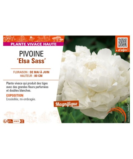PAEONIA lactiflora Elsa Sass voir PIVOINE