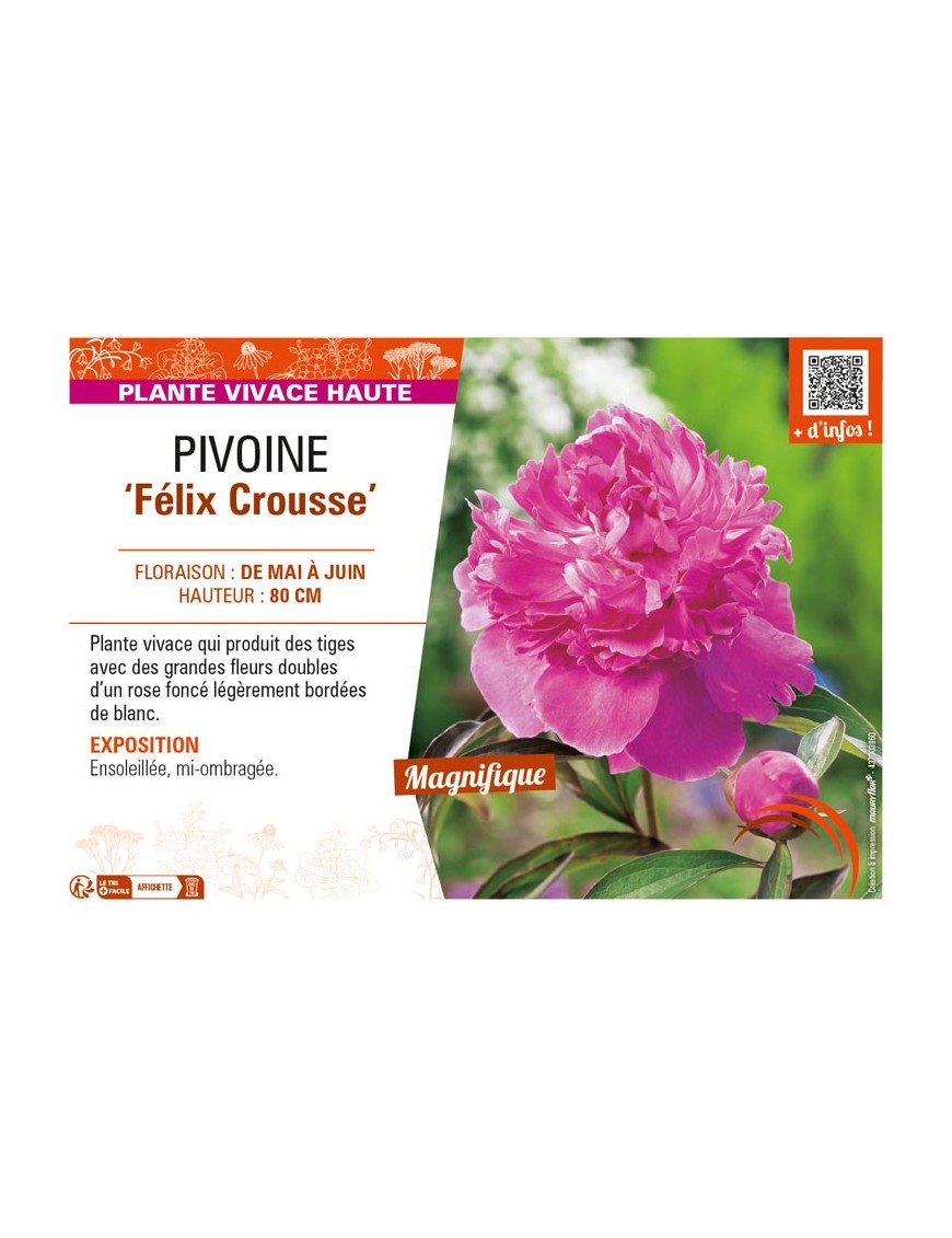 PAEONIA lactiflora Félix Crousse voir PIVOINE