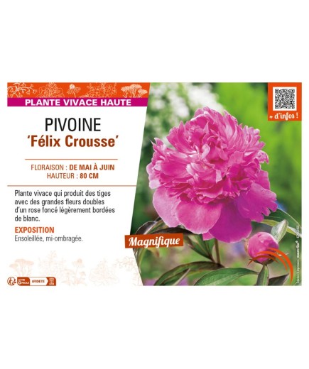 PAEONIA lactiflora Félix Crousse voir PIVOINE