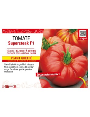 TOMATE SUPERSTEAK F1 plant greffé