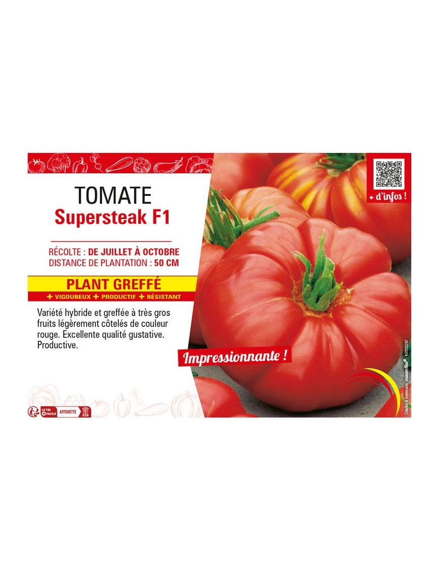TOMATE SUPERSTEAK F1 plant greffé