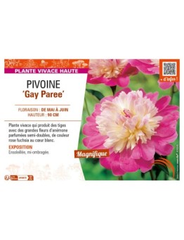 PAEONIA lactiflora Gay Paree voir PIVOINE