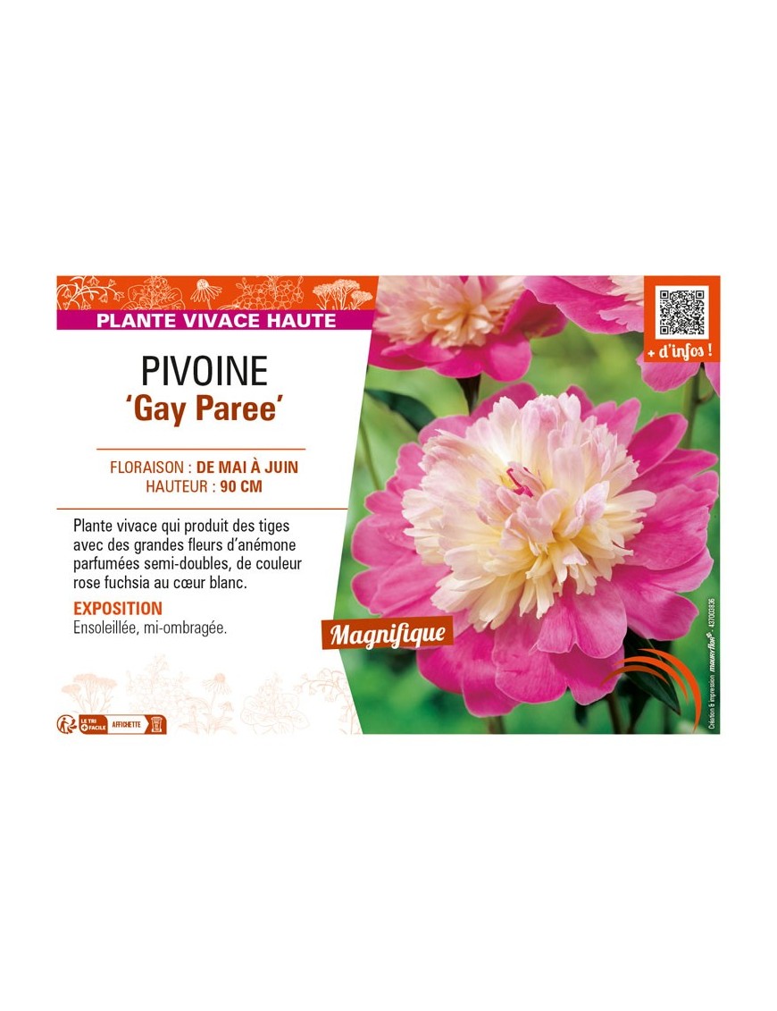 PAEONIA lactiflora Gay Paree voir PIVOINE