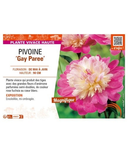 PAEONIA lactiflora Gay Paree voir PIVOINE