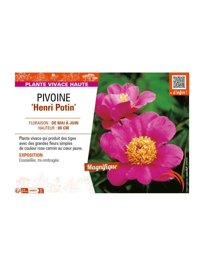 PAEONIA lactiflora Henri Potin voir PIVOINE