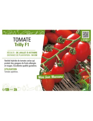 TOMATE TRILLY F1