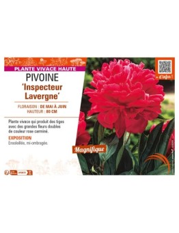 PAEONIA lactiflora Inspecteur Lavergne voir PIVOINE